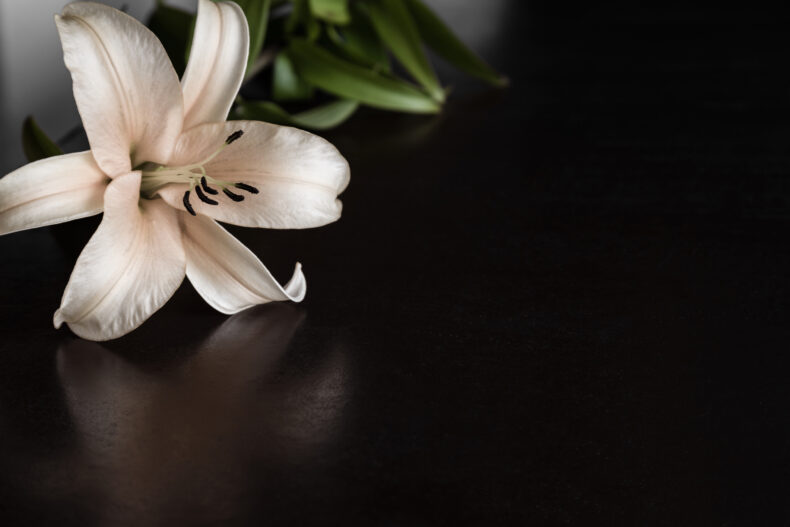 Lily flower on the dark background to represent a death that Denver wrongful death lawyers work on with a wrongful death lawsuit