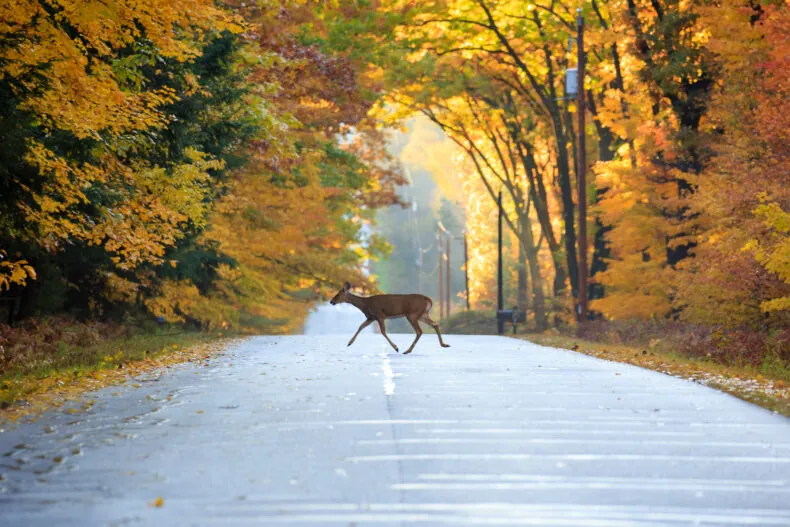 deer darting across road